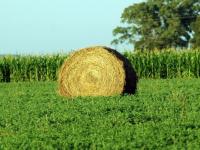 La alfalfa, un cultivo de