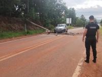 San Antonio: Un árbol cay