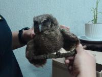 Tres aves rescatadas en m