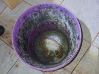 Apóstoles: La División Bo