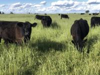 Polémica: Una Diputada K 