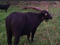 Búfalos, una atractiva pr