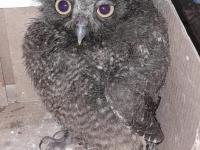 Asistencias y rescates de