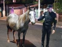 Hurtó una yegua a un adol