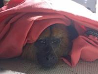 Rescataron a un mono cara