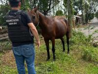 Habría sustraído un cabal