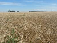 La cebada también hace su