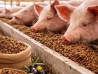 En San Juan el descarte d