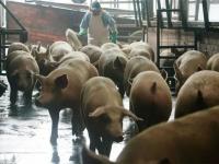 Detectan foco de Peste Po