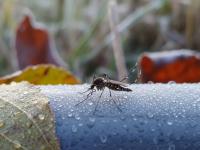 Aumentaron los casos de C