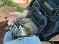 Villa Bonita: Rescataron 