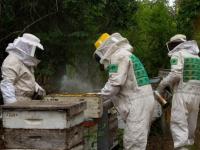 La apicultura exhibe un “