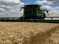 La cosecha de trigo avanz