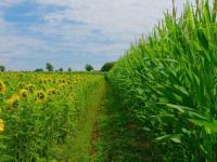 Exportaciones récord: El 