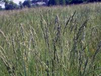 La festuca, bajo la lupa: