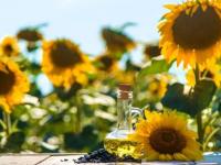 Otro éxito del girasol: F