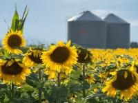 El girasol rompe el table