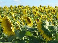 Girasol: Desde los result