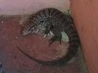 Posadas: Rescataron un la