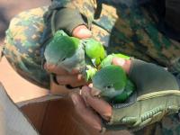 Rescataron loros, que era