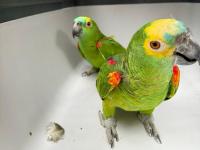 Rescataron cuatro loros h