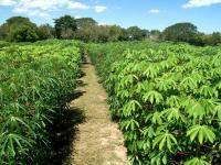 Agricultura regenerativa: