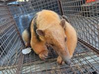 Misiones: Rescataron a un