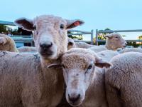 Misiones: La Cuenca Ovino