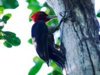 Científicos identificaron