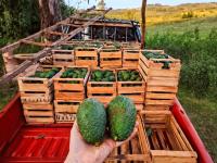 Productores misioneros de