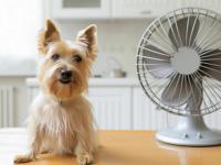 Golpe de calor en perros 