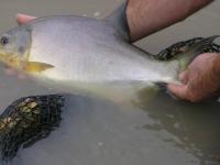 Nuevas estrategias para d