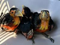 Misiones: En una jornada 