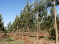 El NEA, con una “dinámica