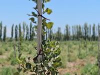 El Pistacho argentino amp