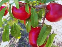 Pionero INTA: La nectarin