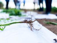 Coinoculación: Una herram