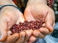 Proyecto Trinacional Raíc