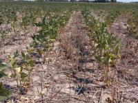 Hubo 66% menos de lluvias