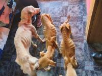 La denuncia de una protec