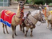 “Cuidado Responsable de A