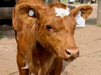 Se desarrollará una impor