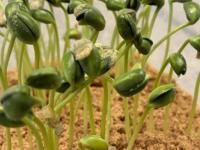 Germina la campaña de soj