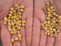 ¿Acelerará la Ley de Semi