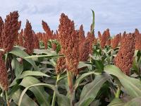 El sorgo no hospeda chich