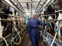 La producción lechera est