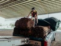 Productores tabacaleros d