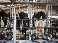 La producción de leche si