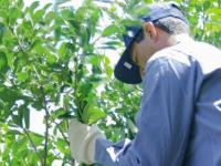 Apóstoles: Entrega de los