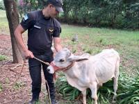 Rápido despliegue de la P